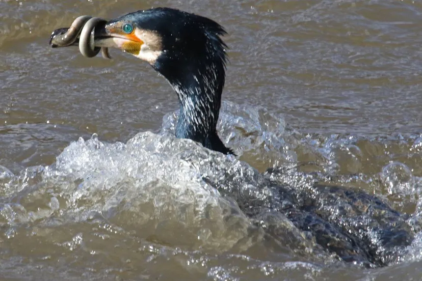 aalscholver met paling wikimedia commons provincie flevoland