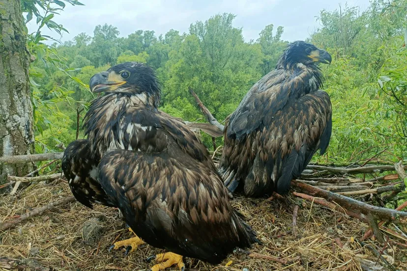 ringen 2025 richard berkhof