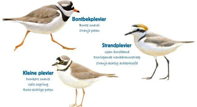 verschillende plevieren vogelbescherming boswachtersblog oostvaardersplassen
