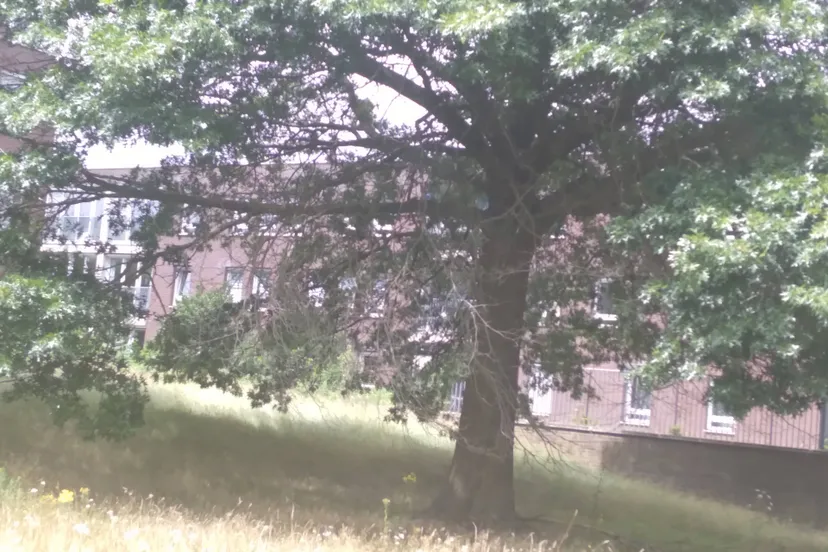 Moeraseik Vondelpark (© Khamakar News Agency)