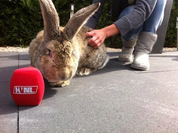 11652085 914662221921426 1950231393 n