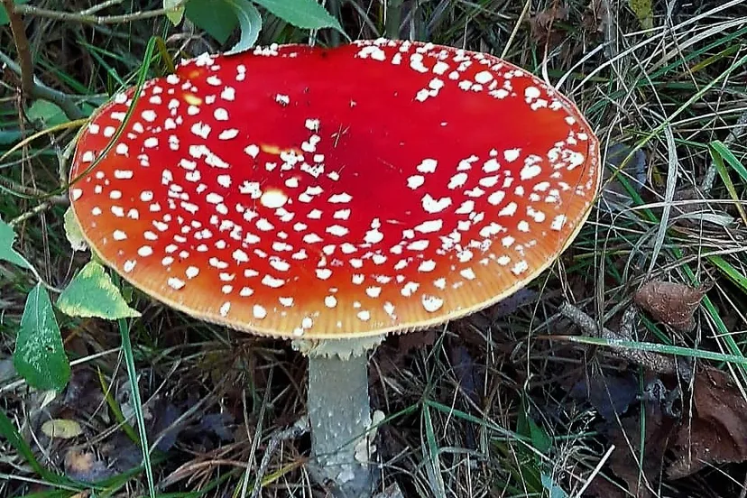 121702194 3984794974882161 5098347932565666348 n