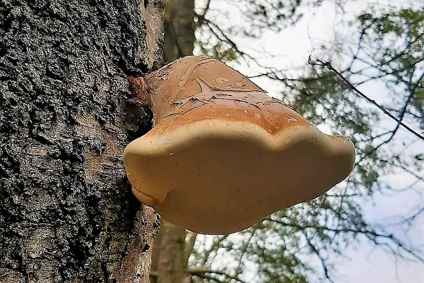 122061139 3984795668215425 7749060866450110359 n