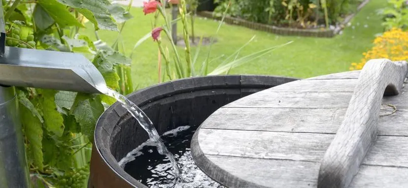 66248429 1325700944273256 1318840094160846848 n