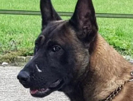 74326460 1217780498429419 640832025623789568 n