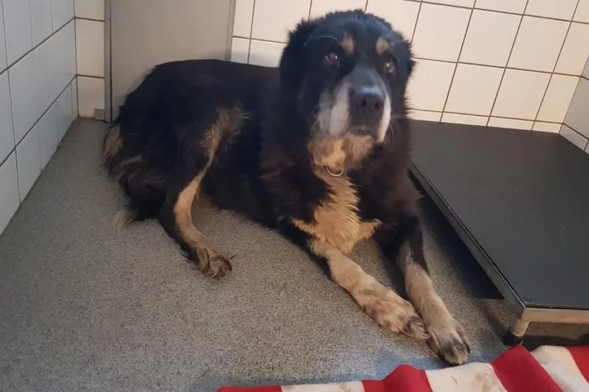 82568493 1297801937093941 7463683056184852480 o