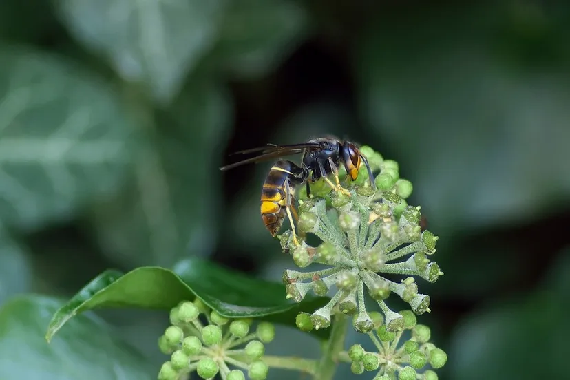 asian hornet 1822314 1280