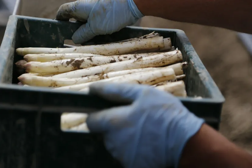 asparagus 489692 1920 1