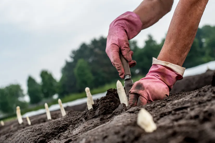 asperges wachten niet 3