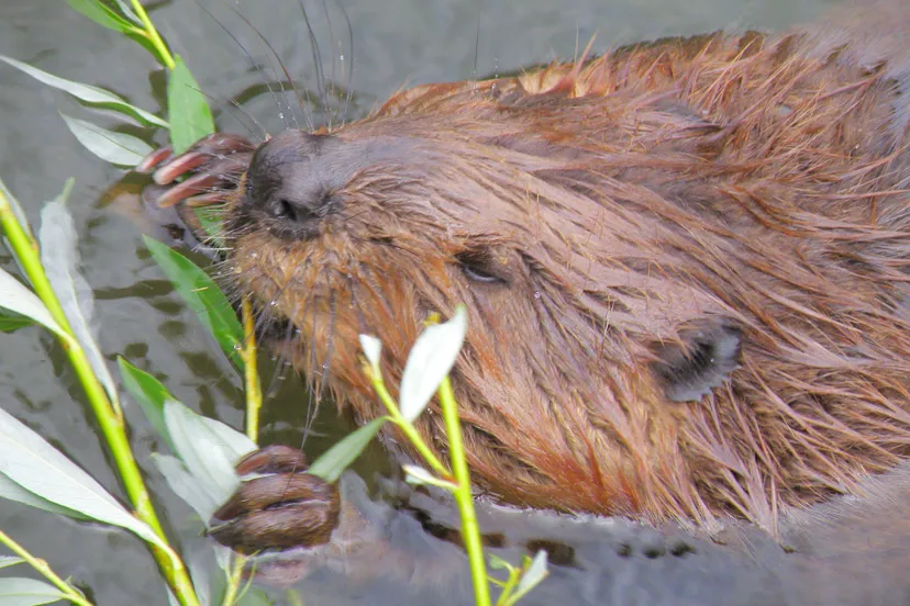 beaver 979851 1920