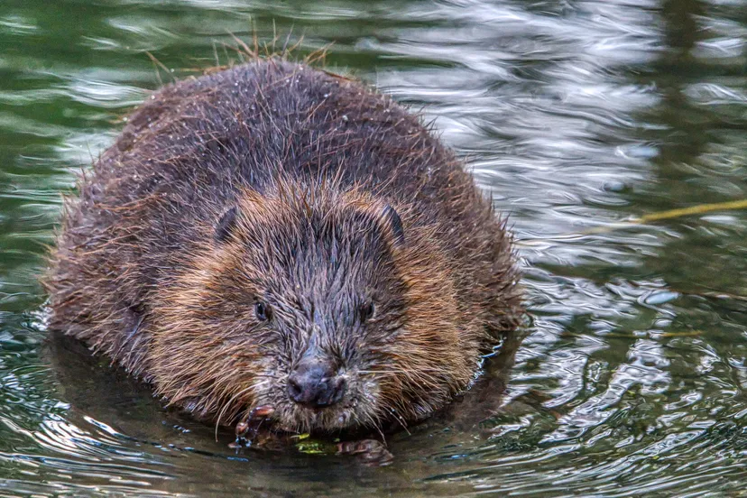 beaver g85c8e0aa1 1920