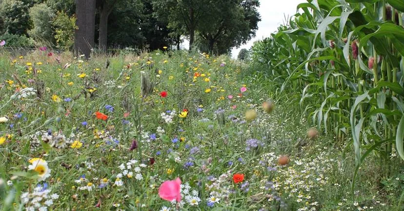 bloemrijke akkerrand 1