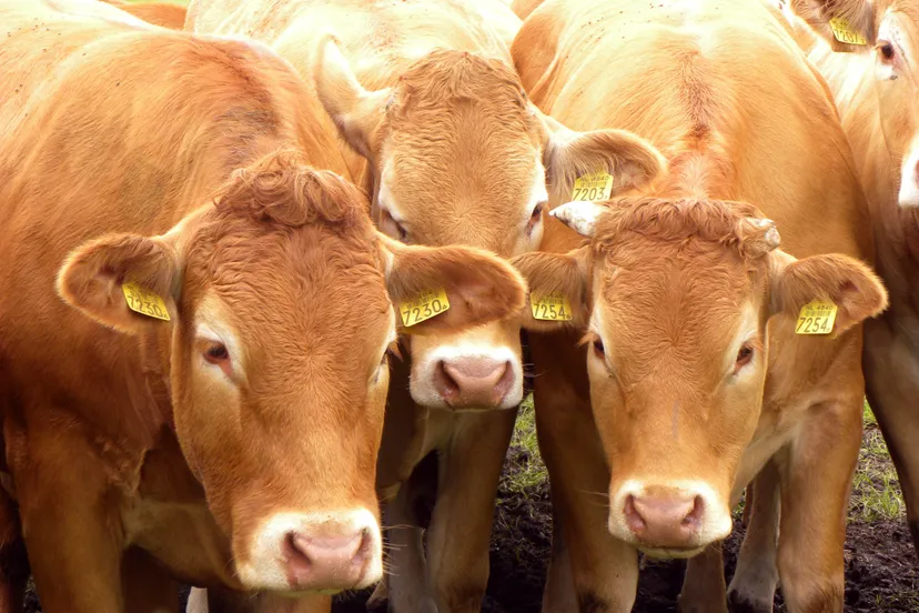 bruine koeien noord holland 2