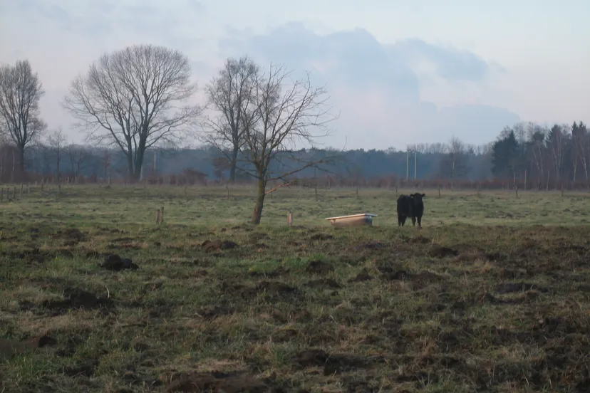 buitengebied baexem koe