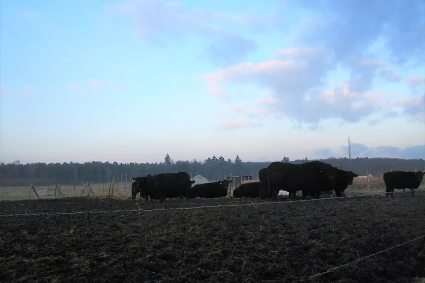 buitengebied baexem koeien