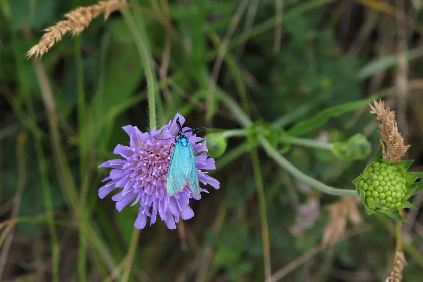 butterfly 833425 1920