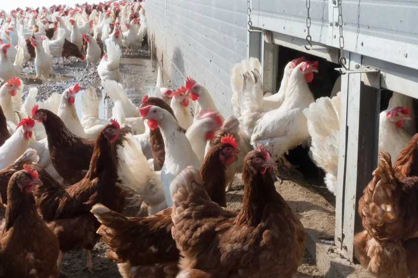 chicken 1230969 1920