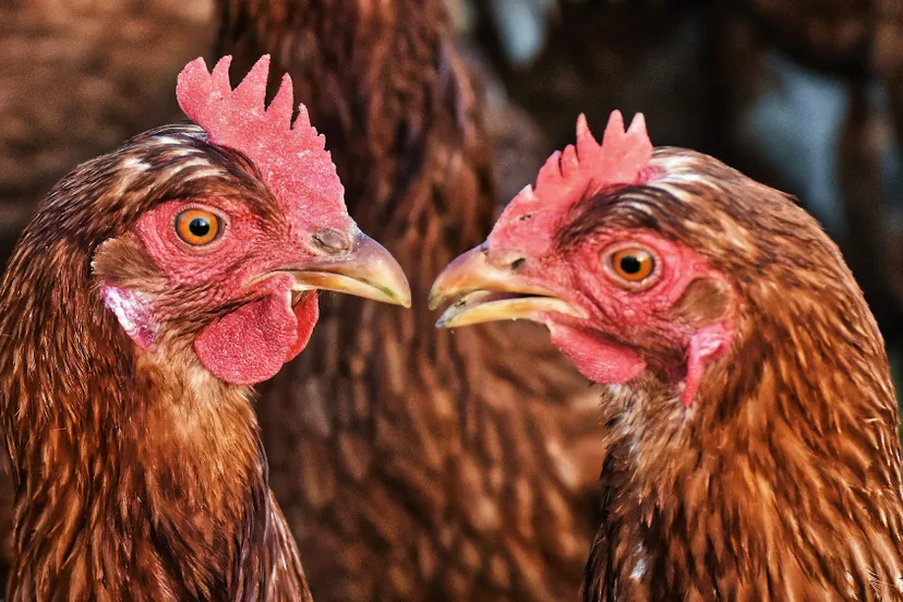 chicken g725d75e18 1920