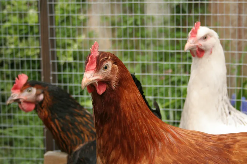 chickens 394025 1920