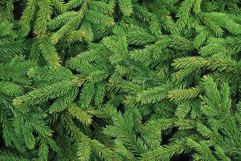 christmas tree 1954838 1280