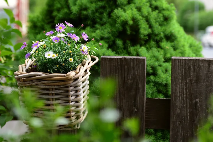 daisies g0e6a5151b 1280