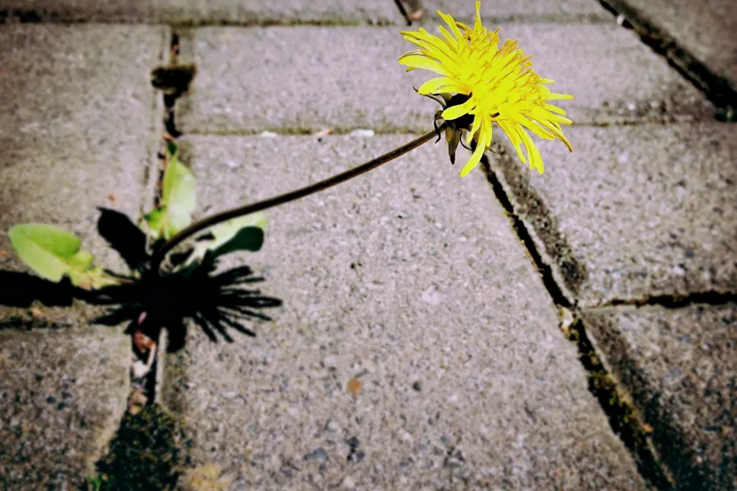dandelion 729693 1920