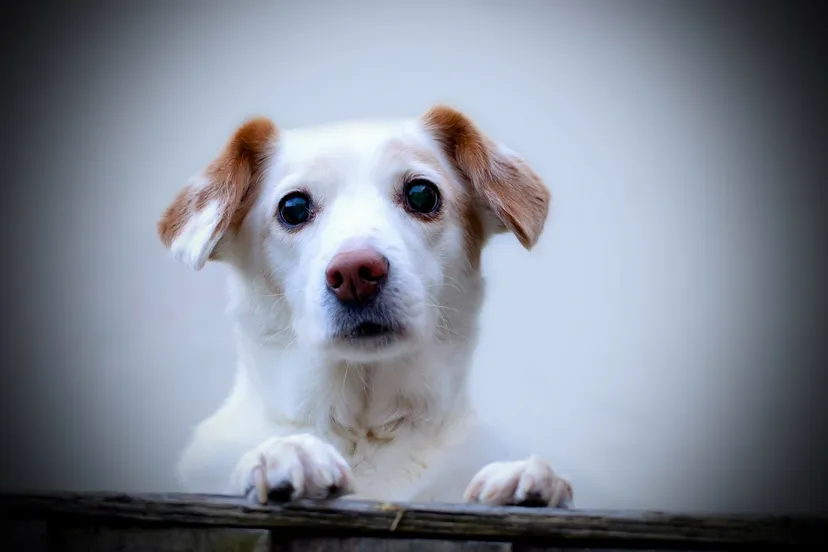 dog 163902 1280