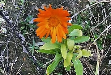 eindejaarsplantenjacht