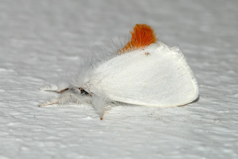 euproctis chrysorrhoea linnaeus 1758