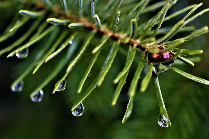 fir branch g994bde03a 1920