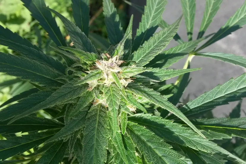 flower 654075 1920