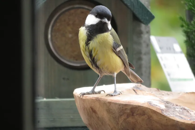 great tit 4598840 1920