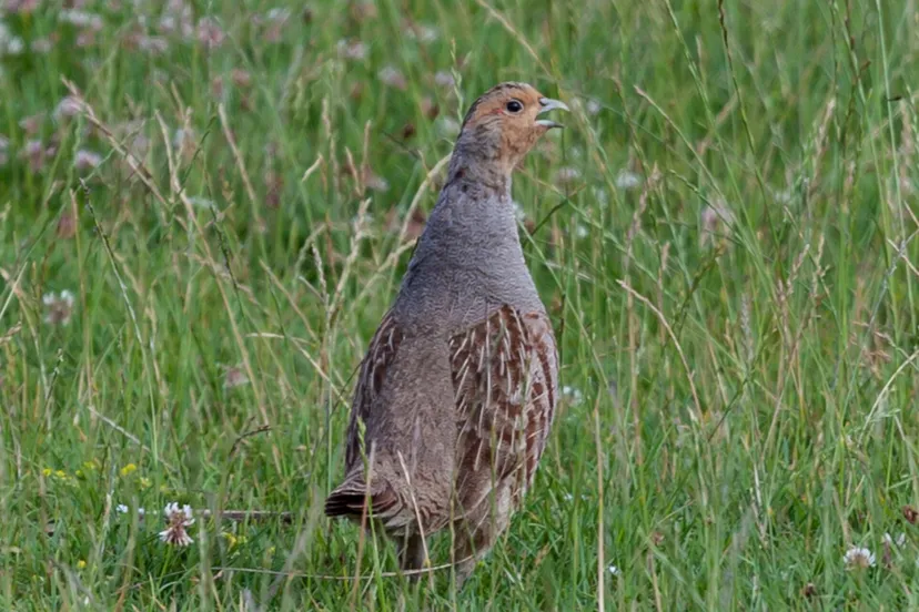 grey partridge 4347387 1920