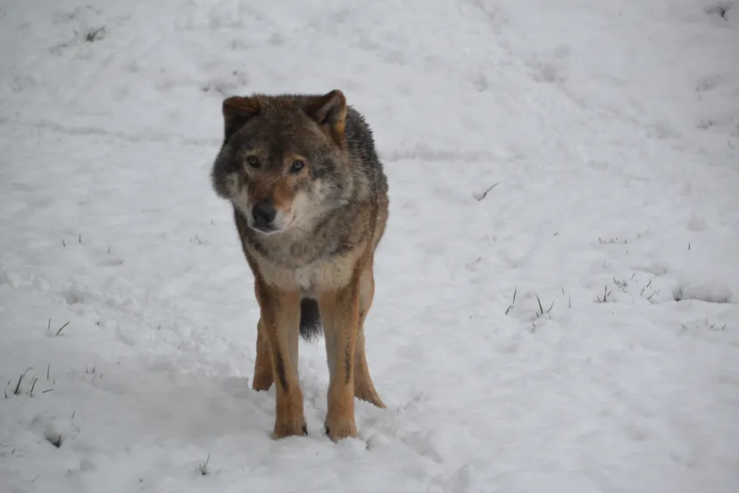 grijze wolf in sneeuw gaiazoo