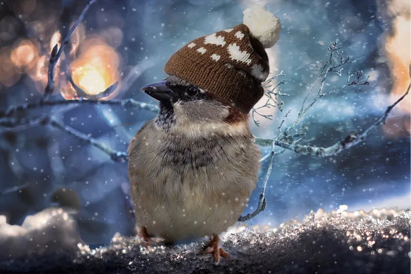 help de vogels de winter door 2