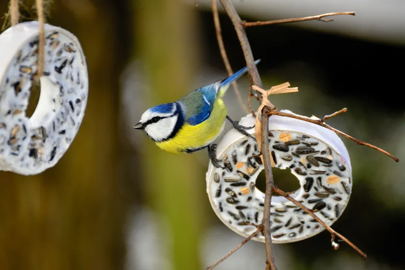 help de vogels de winter door
