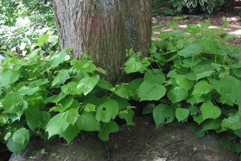 hollandse linde opslag tilia europaea