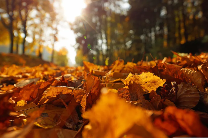 indian summer 3951083 1920