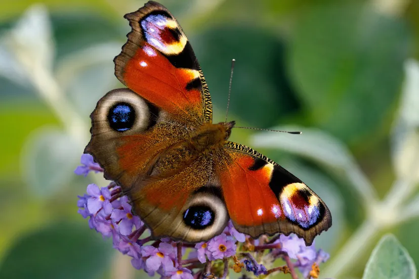 kinderactiviteit vlinders