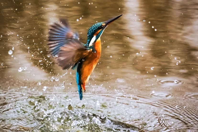 kingfisher 1068684 1920