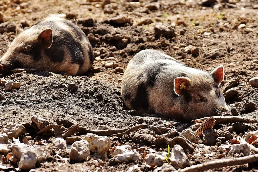 mini pigs 2185058 1920