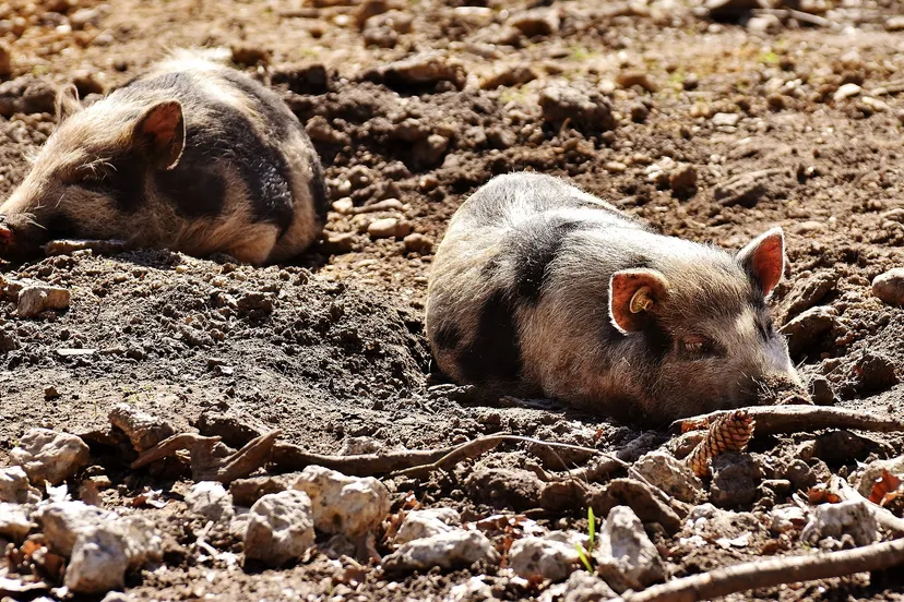 mini pigs 2185058 1920