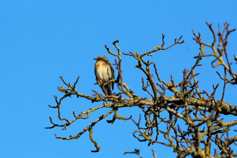 mistle thrush 4730477 1920