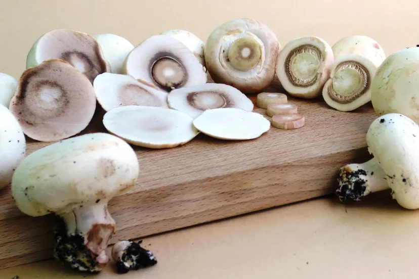 mushrooms 899094 1920