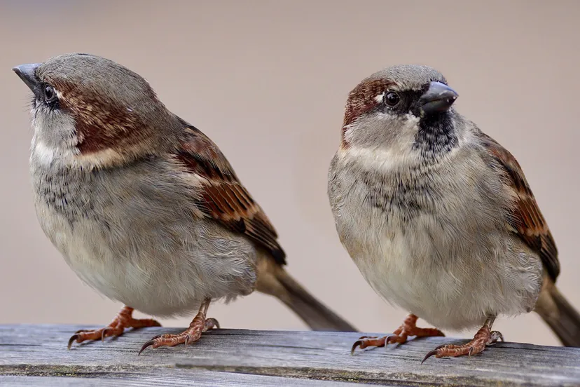 nationale vogeltelling