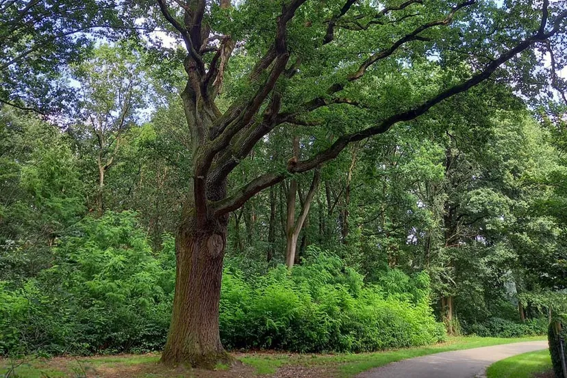 nunhem sint ursulaweg16 eikenboom