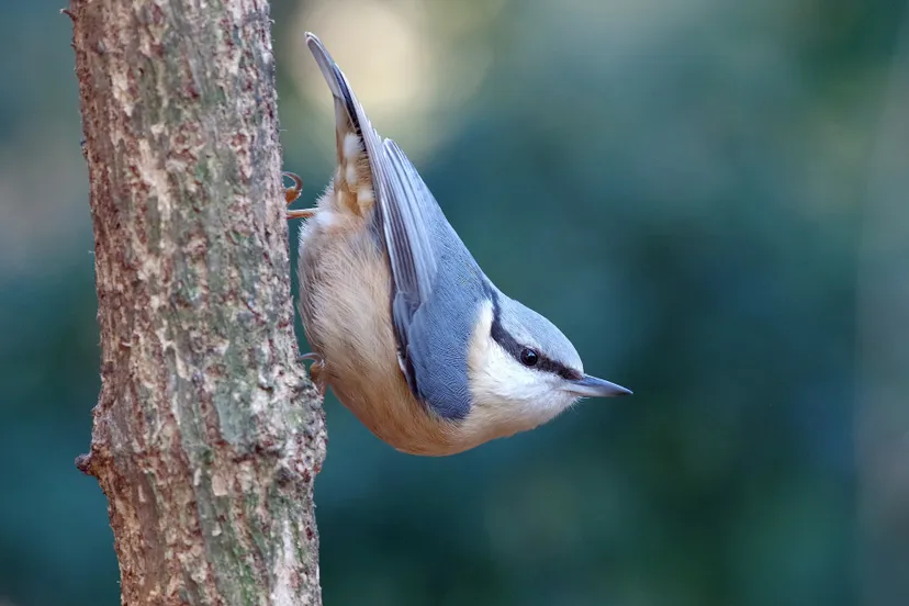 nuthatch 3819501 1920