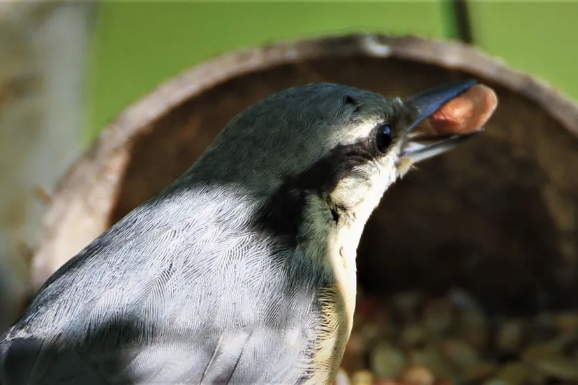 nuthatch 4982308 1280