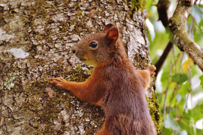 ontdek het leudal natuur in rust