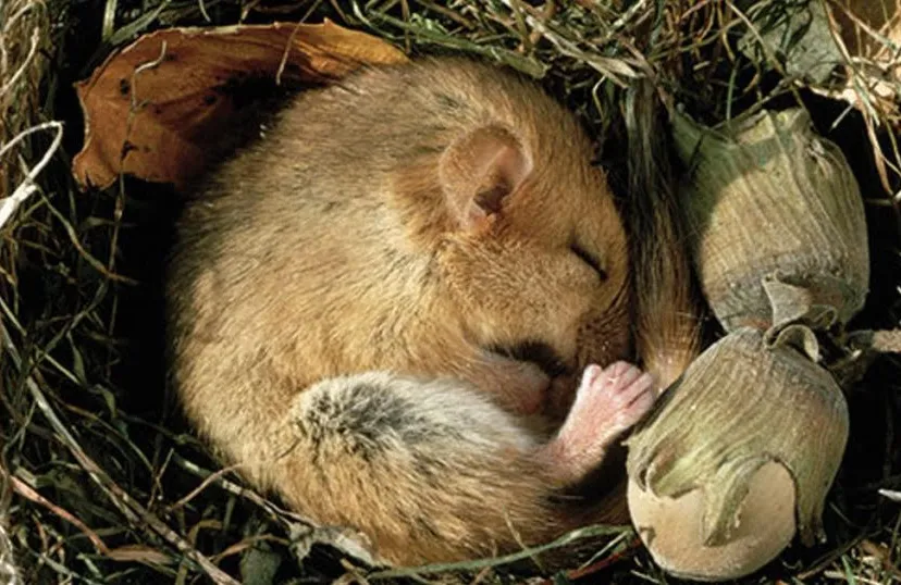 ontdek het leudal slapende flora en fauna
